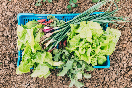 Как сделать высокие грядки своими руками: 6 лучших идей