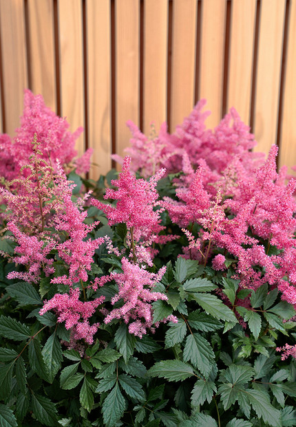 Что можно посадить в тени: самые неприхотливые дачные растения