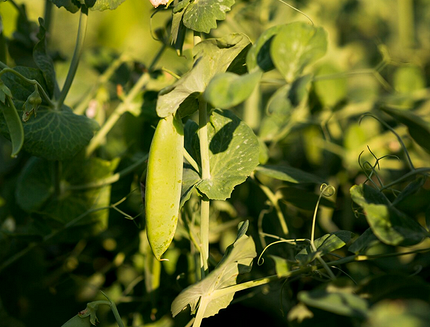 Что можно посадить в тени: самые неприхотливые дачные растения