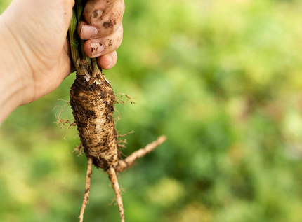 Что можно посадить в тени: самые неприхотливые дачные растения