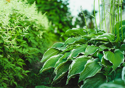 Что можно посадить в тени: самые неприхотливые дачные растения