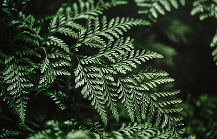 Что можно посадить в тени: самые неприхотливые дачные растения