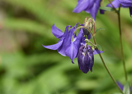 Что можно посадить в тени: самые неприхотливые дачные растения