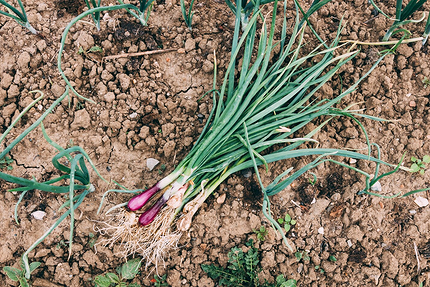 Что можно посадить в тени: самые неприхотливые дачные растения