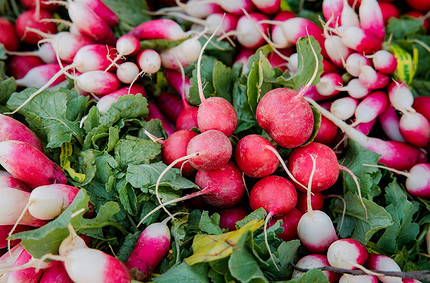 Что можно посадить в тени: самые неприхотливые дачные растения