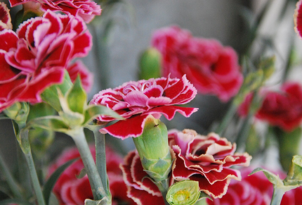 Что можно посадить в тени: самые неприхотливые дачные растения