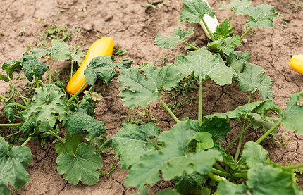 Что можно посадить в тени: самые неприхотливые дачные растения