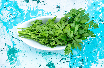 Что можно посадить в тени: самые неприхотливые дачные растения