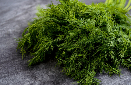 Что можно посадить в тени: самые неприхотливые дачные растения