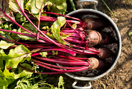 Что можно посадить в тени: самые неприхотливые дачные растения