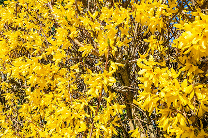 Что можно посадить в тени: самые неприхотливые дачные растения