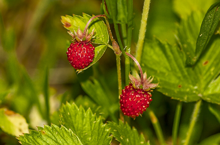 Что можно посадить в тени: самые неприхотливые дачные растения