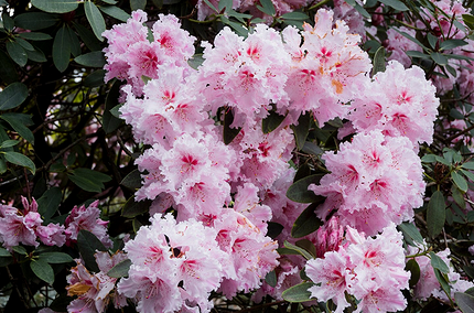 Что можно посадить в тени: самые неприхотливые дачные растения