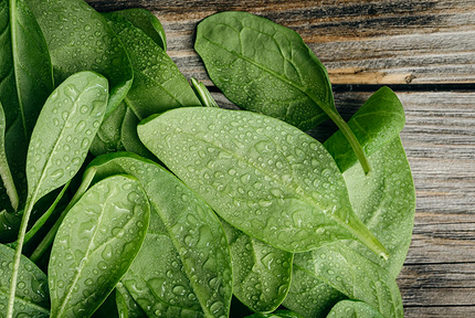 Что можно посадить в тени: самые неприхотливые дачные растения