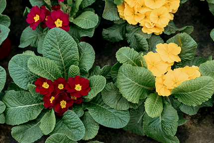 Что можно посадить в тени: самые неприхотливые дачные растения