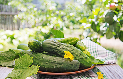 Что можно посадить в тени: самые неприхотливые дачные растения