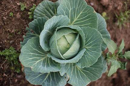 Что можно посадить в тени: самые неприхотливые дачные растения