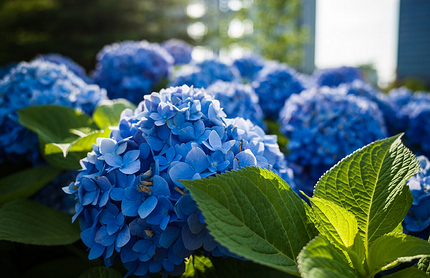 Что можно посадить в тени: самые неприхотливые дачные растения