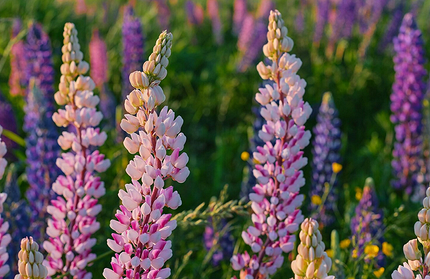 Что можно посадить в тени: самые неприхотливые дачные растения