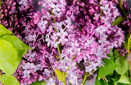 Что можно посадить в тени: самые неприхотливые дачные растения