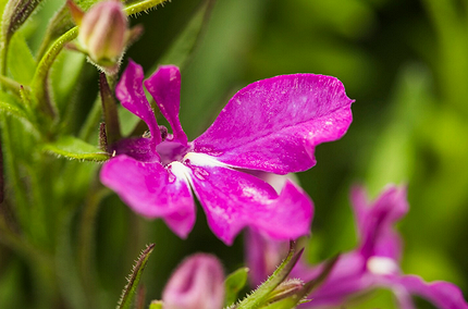 Что можно посадить в тени: самые неприхотливые дачные растения