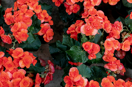 Что можно посадить в тени: самые неприхотливые дачные растения