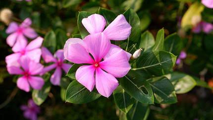 25 цветущих растений, которые точно преобразят сад