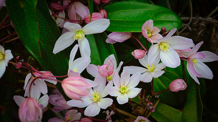 25 цветущих растений, которые точно преобразят сад