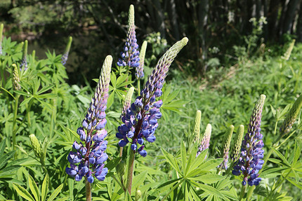 25 цветущих растений, которые точно преобразят сад