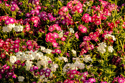 25 цветущих растений, которые точно преобразят сад