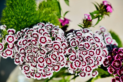 25 цветущих растений, которые точно преобразят сад