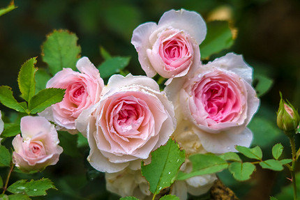 25 цветущих растений, которые точно преобразят сад