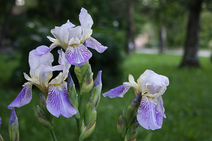 25 цветущих растений, которые точно преобразят сад