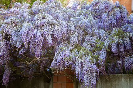 25 цветущих растений, которые точно преобразят сад