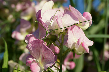 25 цветущих растений, которые точно преобразят сад