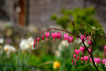25 цветущих растений, которые точно преобразят сад