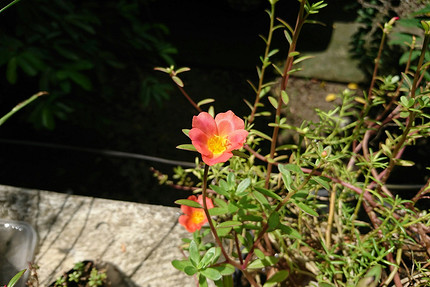 25 цветущих растений, которые точно преобразят сад