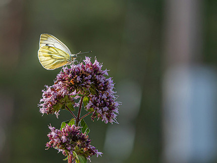 25 цветущих растений, которые точно преобразят сад