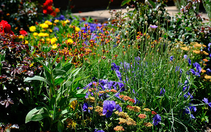 25 самых полезных лекарственных растений, которые можно посадить на даче