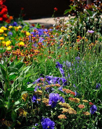 25 самых полезных лекарственных растений, которые можно посадить на даче