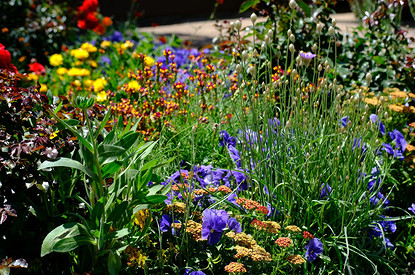 25 самых полезных лекарственных растений, которые можно посадить на даче