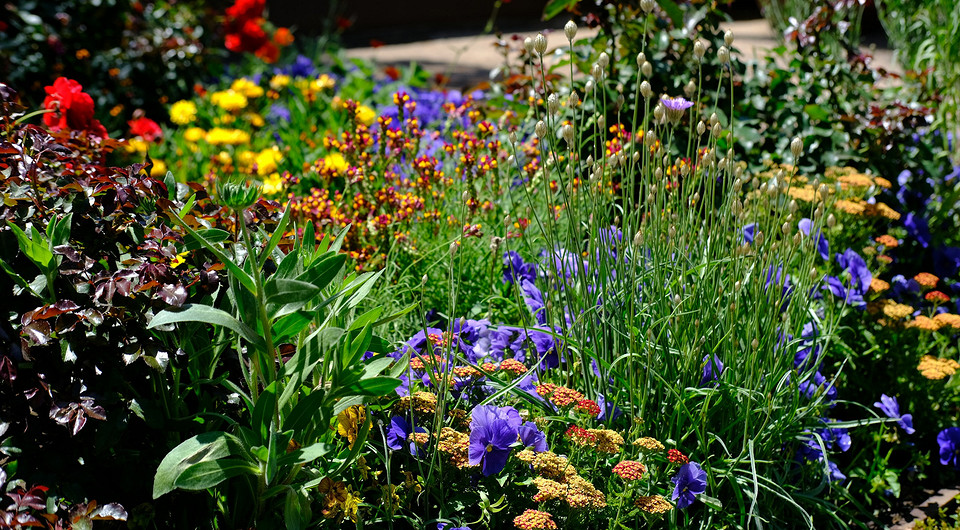 25 самых полезных лекарственных растений, которые можно посадить на даче