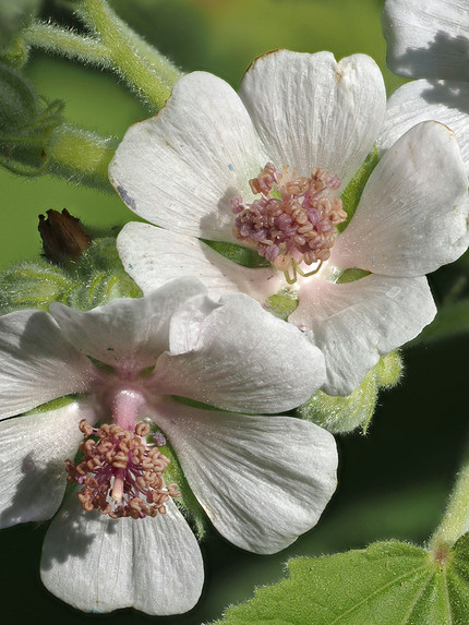 25 самых полезных лекарственных растений, которые можно посадить на даче