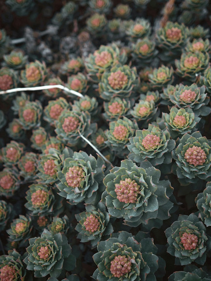 25 самых полезных лекарственных растений, которые можно посадить на даче