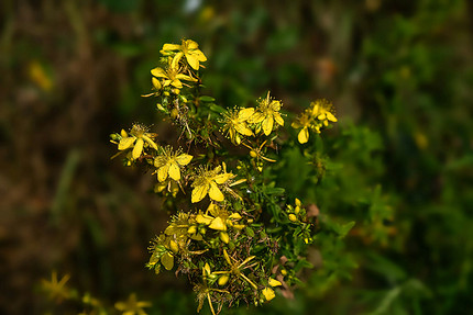 25 самых полезных лекарственных растений, которые можно посадить на даче