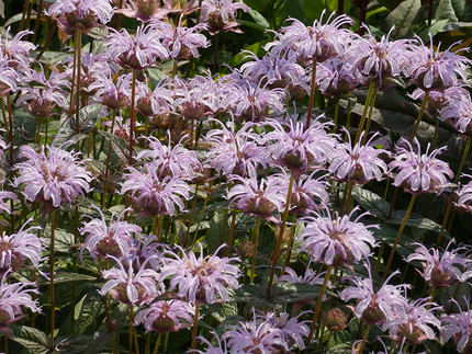 25 самых полезных лекарственных растений, которые можно посадить на даче