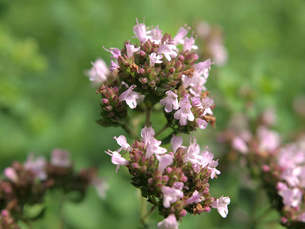 25 самых полезных лекарственных растений, которые можно посадить на даче