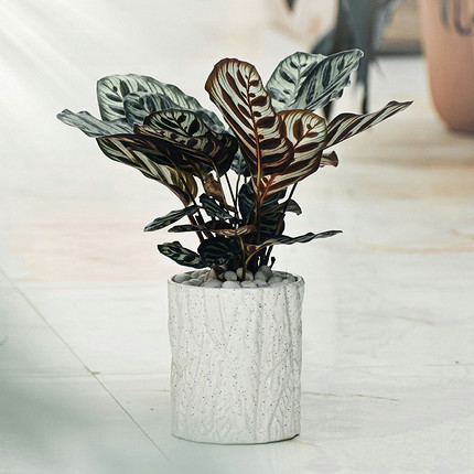 Калатея: уход в домашних условиях и самые красивые разновидности