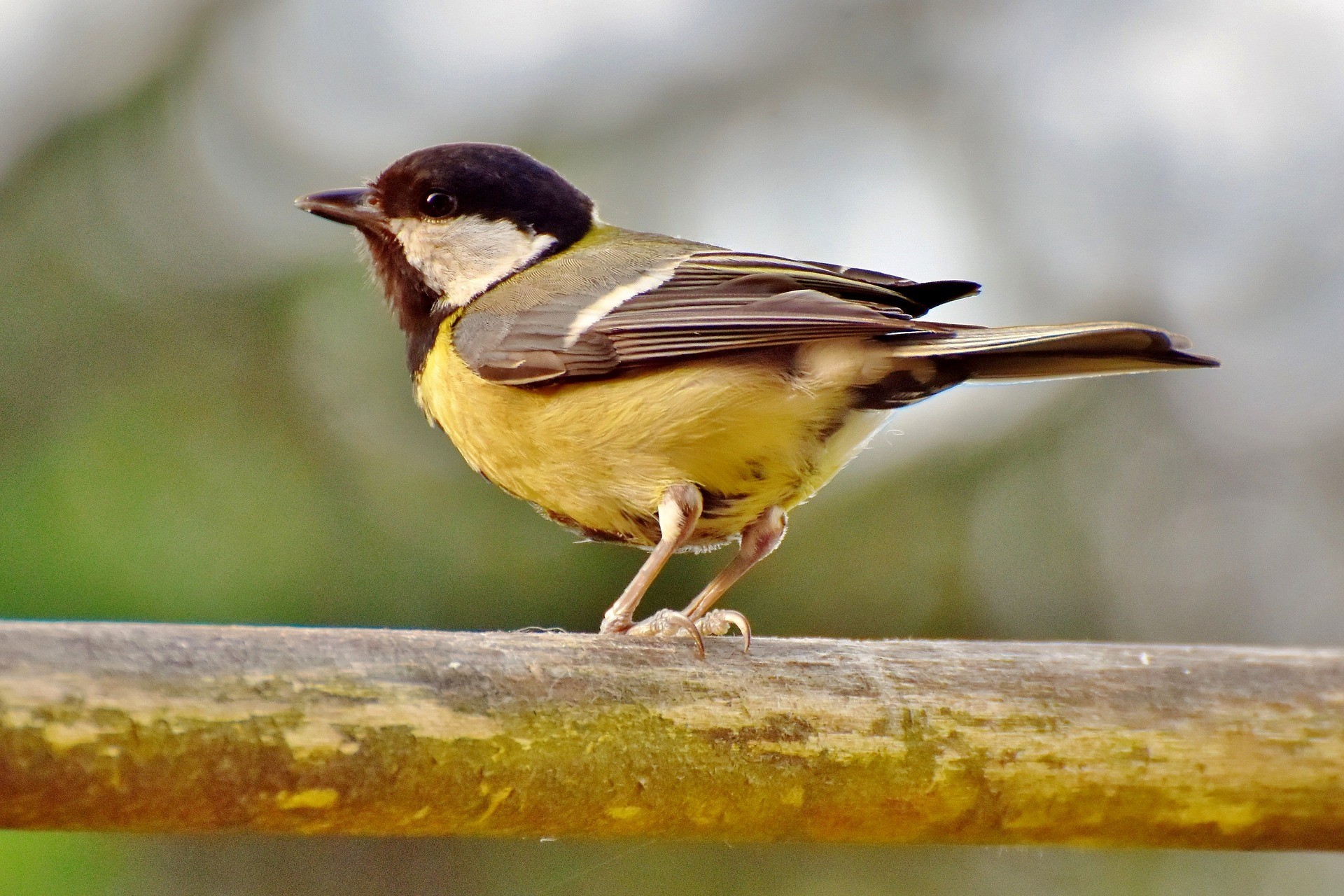 Как правильно кормить птиц зимой?