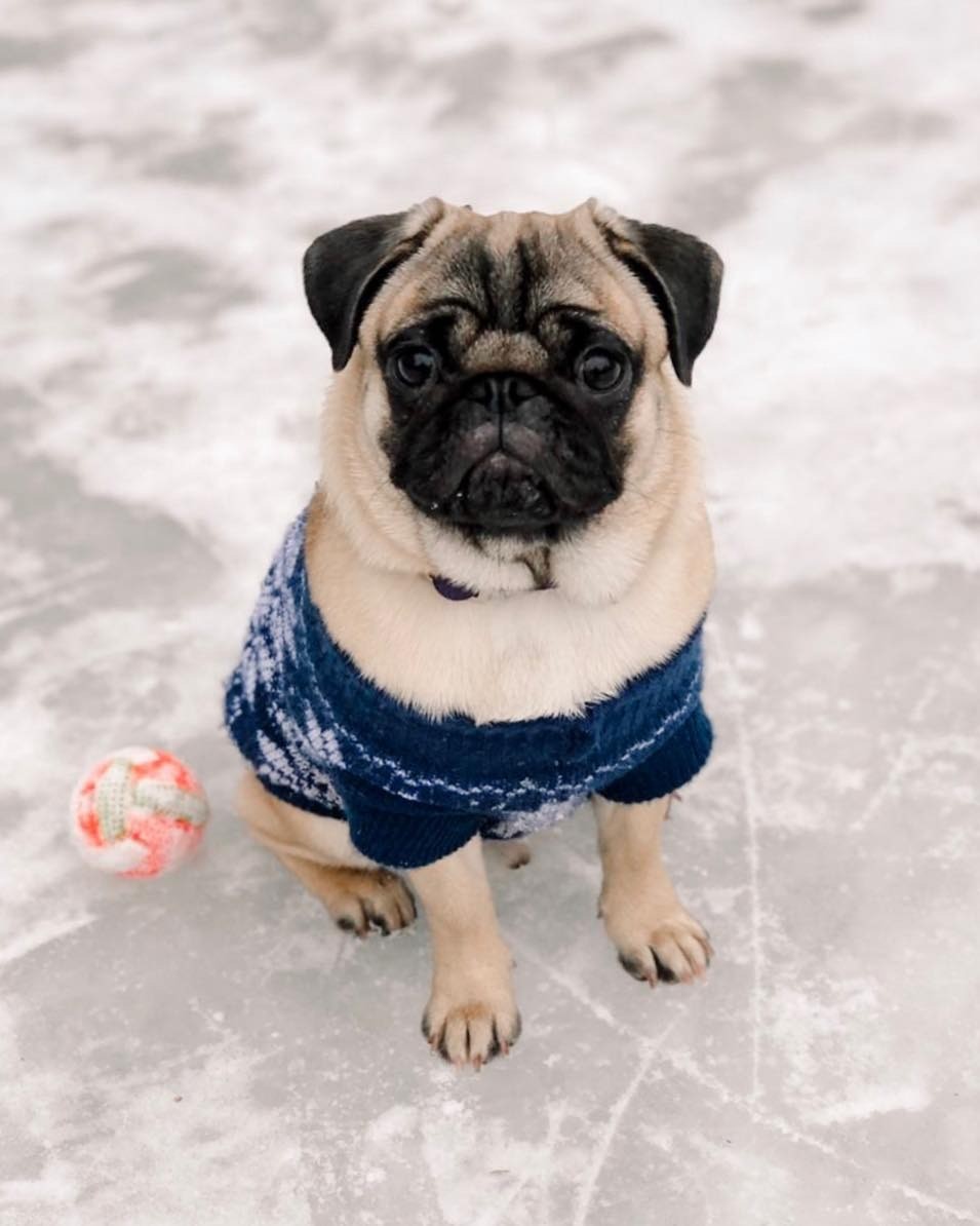 Мопс 4. Мопс 4 месяца. Мопс 4 месяца. Мопсы и мопсики. 5.